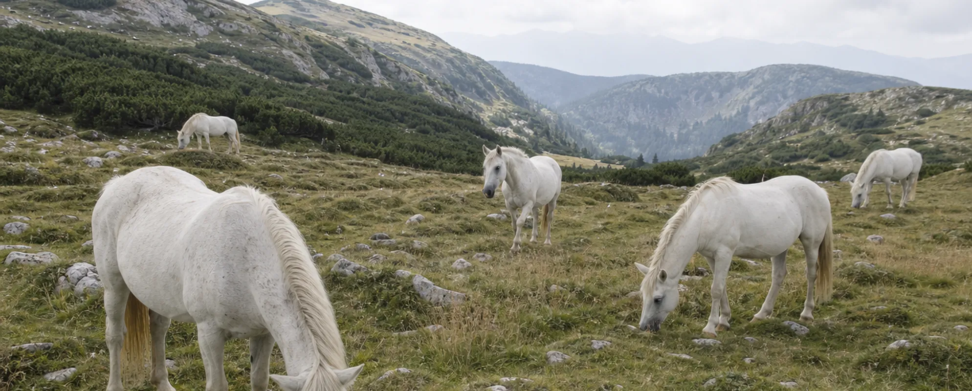 Weiße Pferde grasen auf einer steinigen Almweide vor abgerundeten Bergrücken