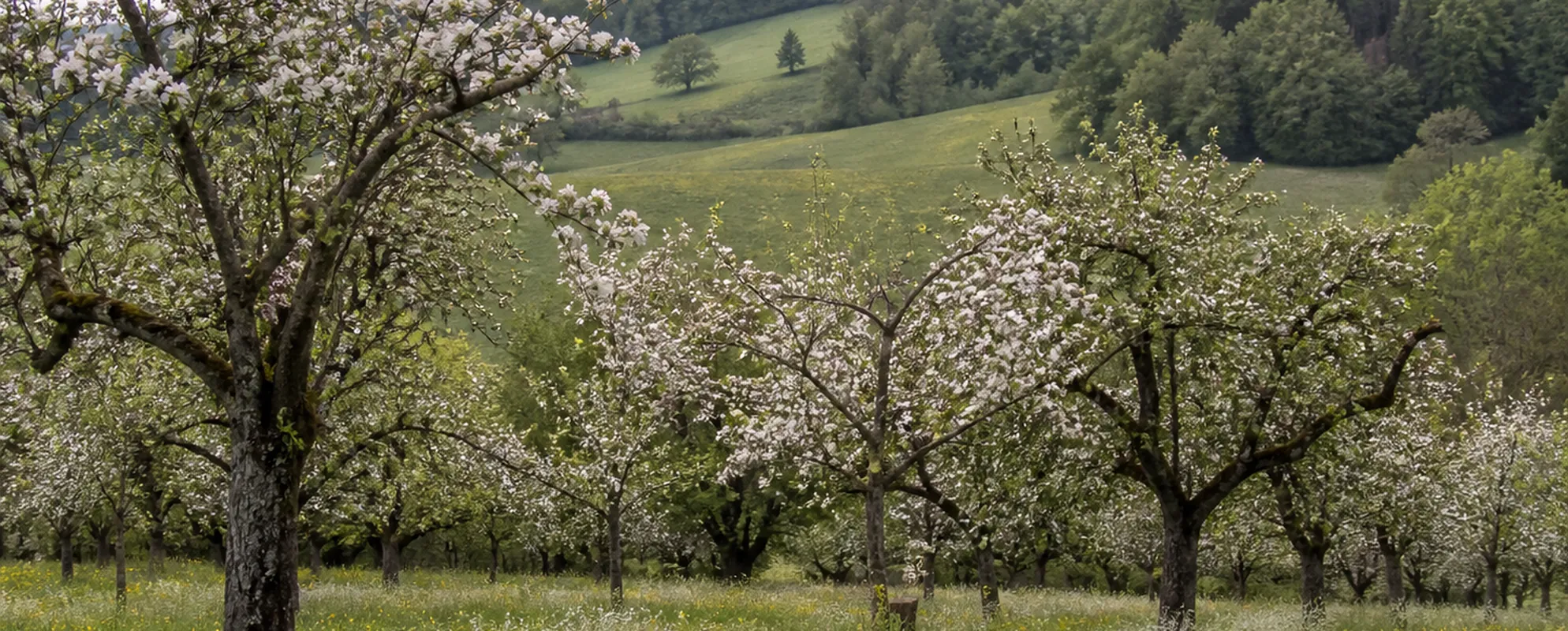 Blühender Obstgarten mit alten Apfelbäumen vor grünen Hügeln