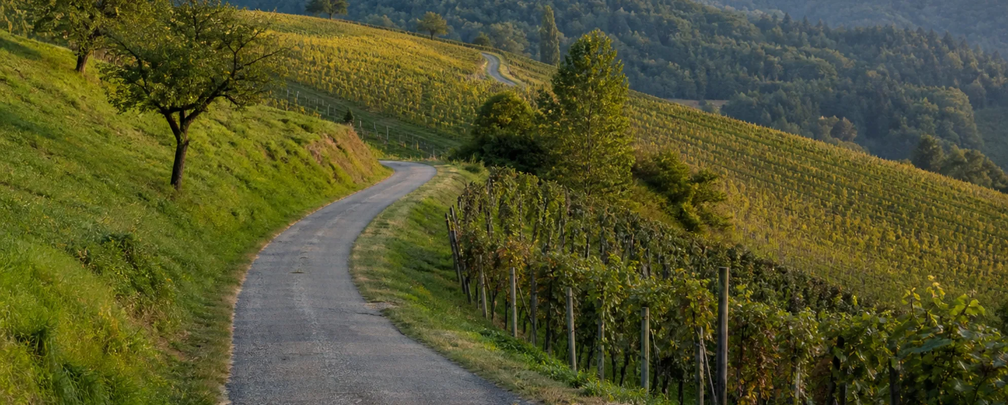 Schmale Landstraße windet sich durch Weingärten einen Hang hinauf