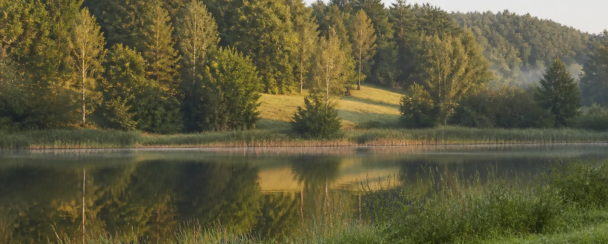 Ruhiger See mit Schilfgürtel und flachem Wiesenufer vor jungem Mischwald