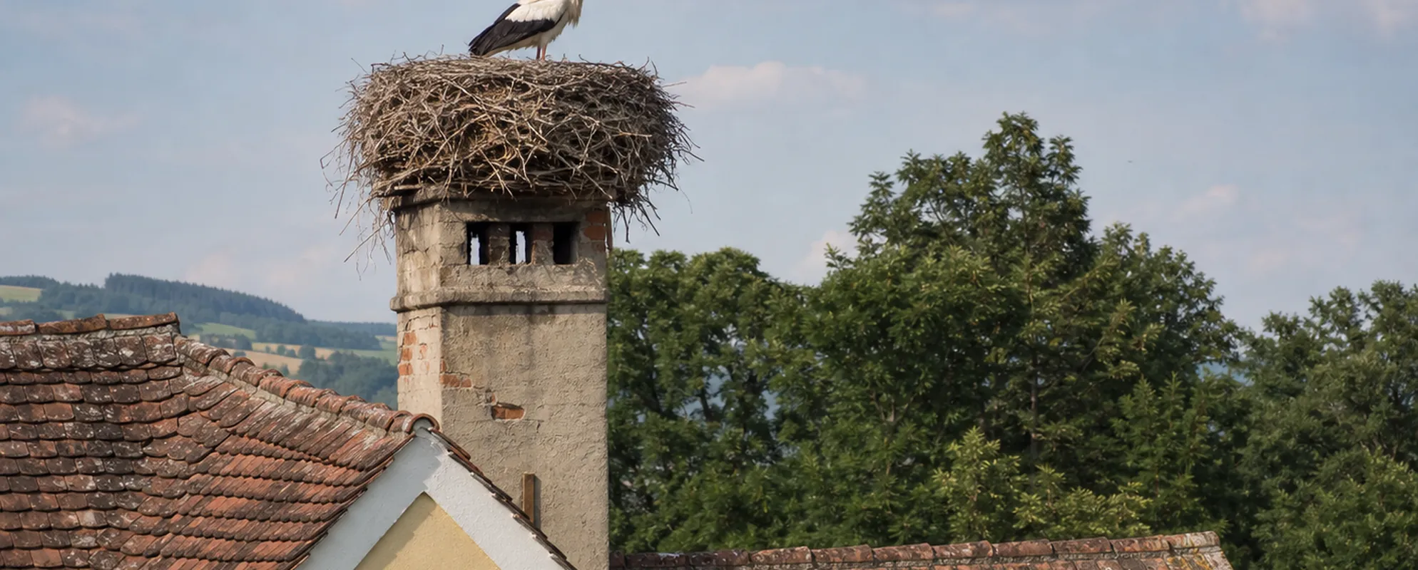 Großes Storchennest aus Ästen auf einem gemauerten Schornstein, ein Weißstorch steht darin