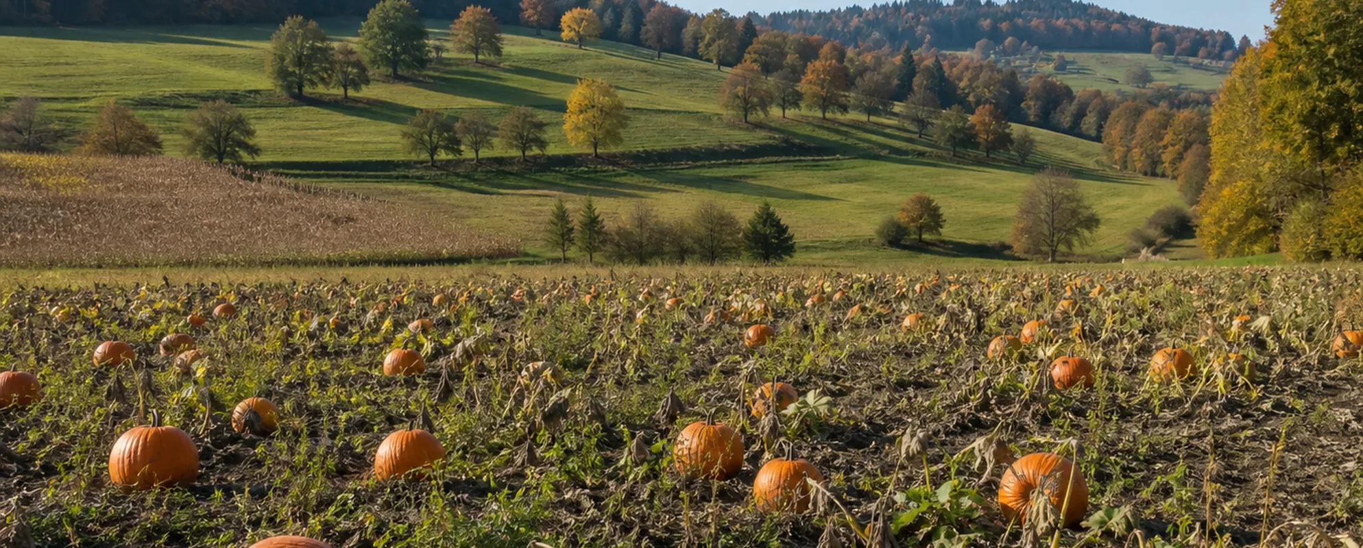 Reife orange Ölkürbisse auf einem abgeernteten Feld