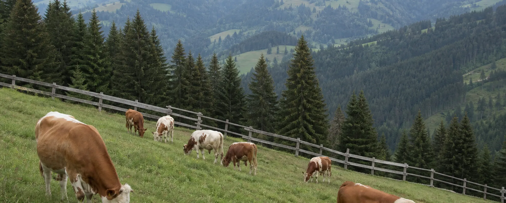 Kühe grasen auf einer steilen Bergweide vor dunklem Fichtenwald