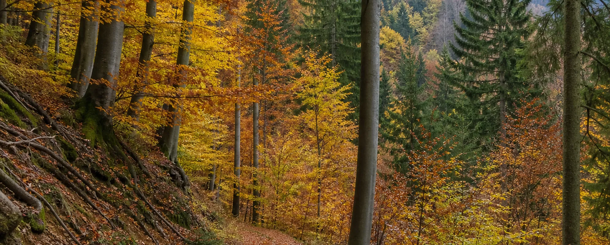 Mischwald an einem Hang in voller Herbstfärbung, davor ein Waldweg mit Laub