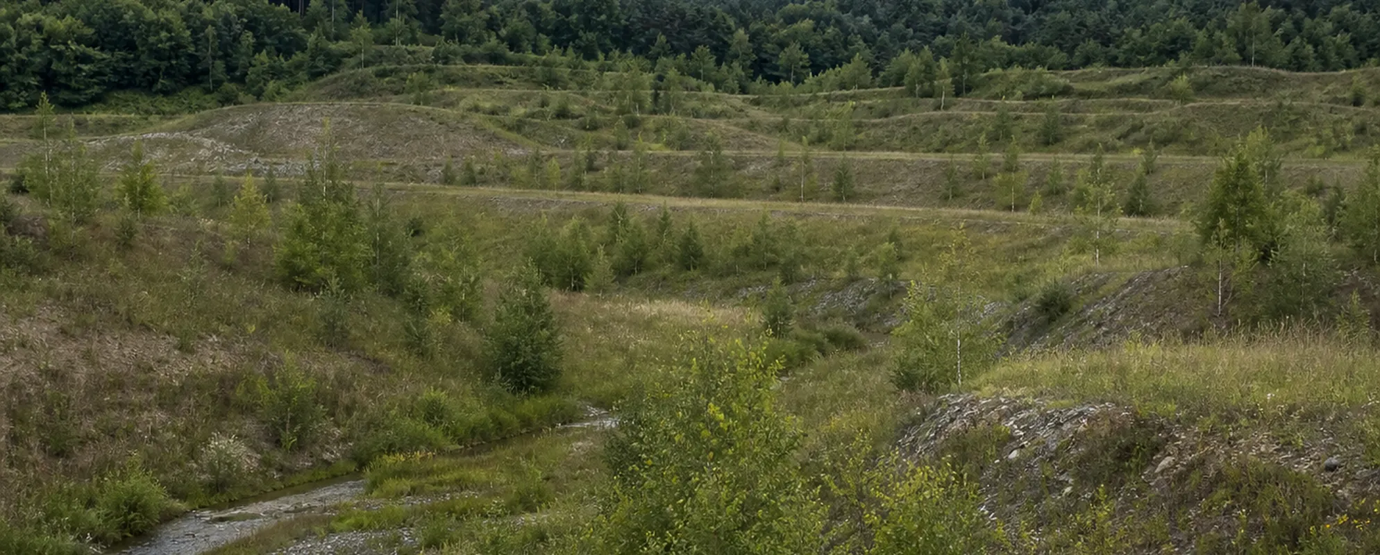 Ehemalige Tagbaufläche mit modellierten Böschungen und jungem Birkenaufwuchs