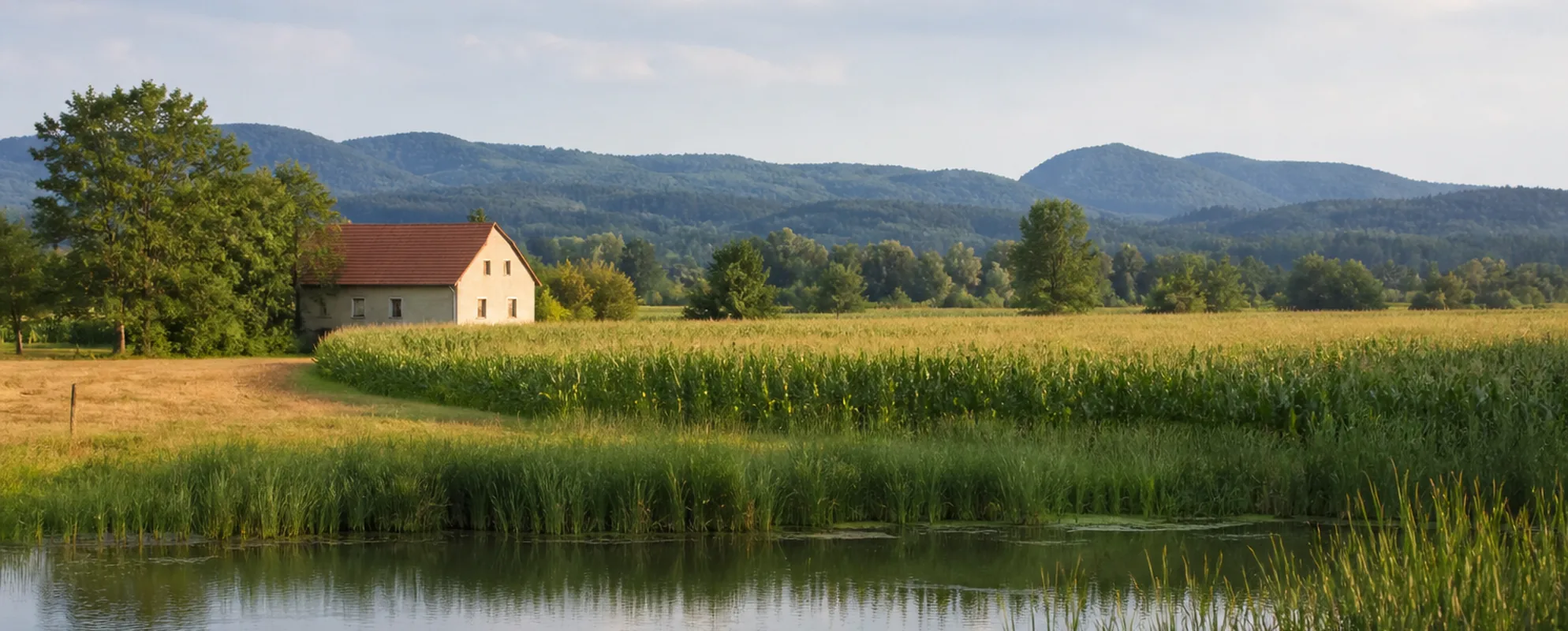 Schilfbestandener Teich vor flachem Maisfeld, dahinter ein Bauernhof und niedrige bewaldete Hügel
