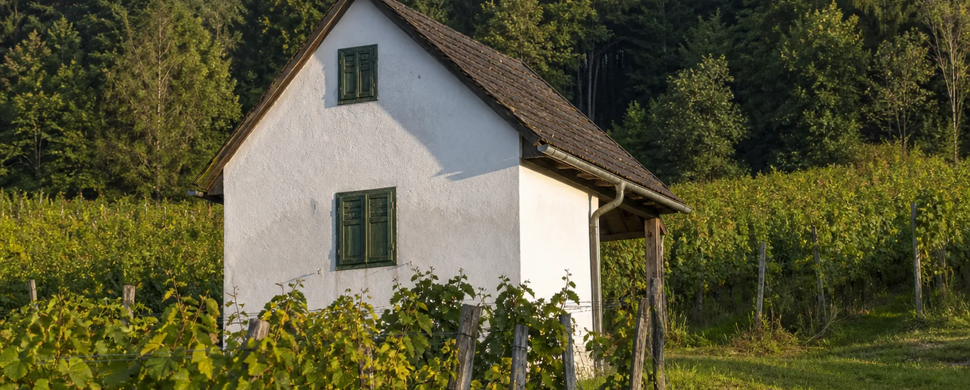 Weiß gekalktes Presshaus mit grünen Fensterläden am Rand eines Weingartens