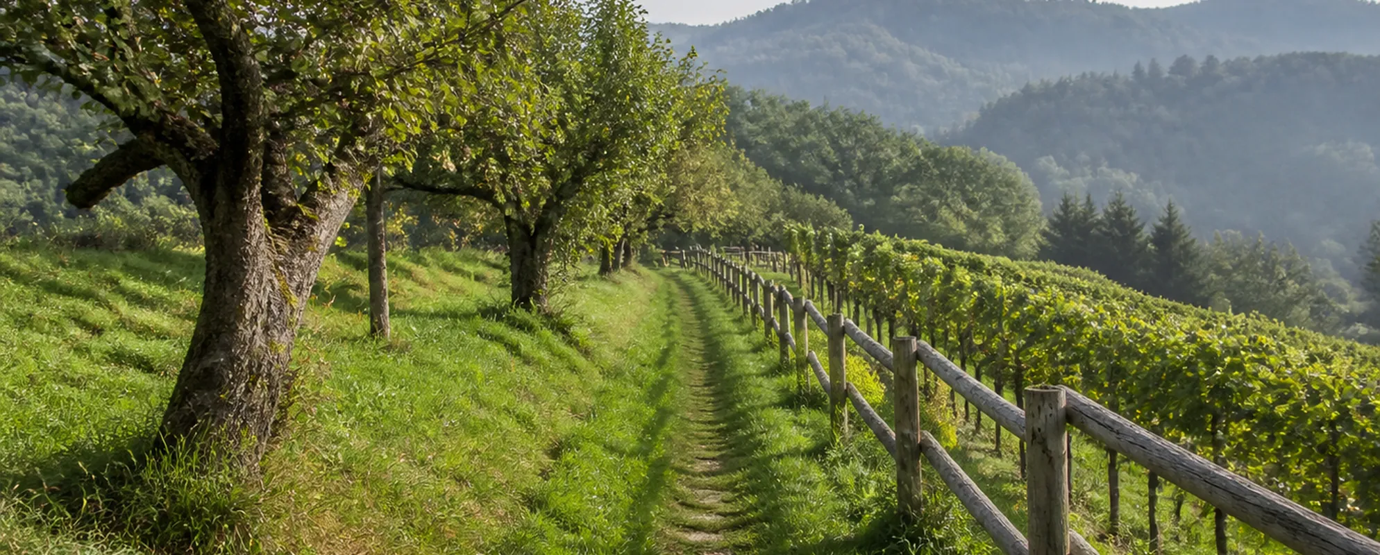 Wiesenweg zwischen Weingärten mit bewaldeten Hügeln im Hintergrund