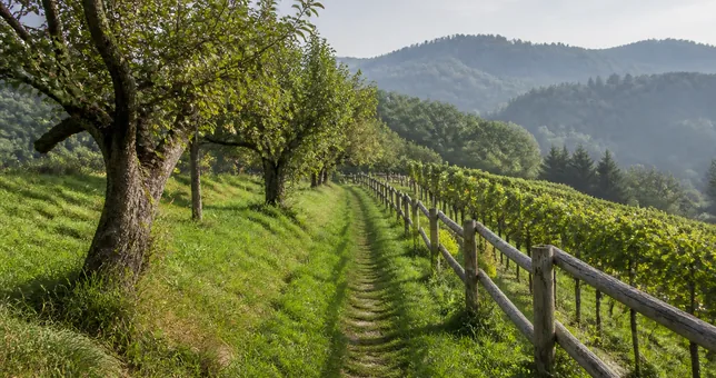 Wanderweg zwischen Weingärten in hügeliger Landschaft